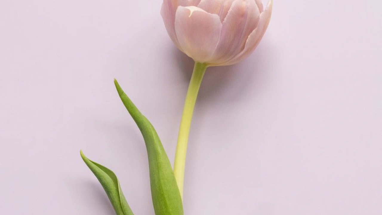 春暖花开杏吧最新地址怎么找且如何辨别真伪？