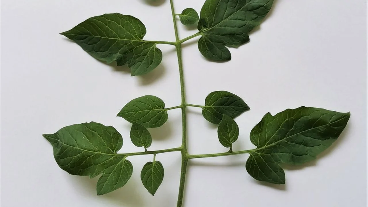 榴莲视频app下载sg后如何正确安装并开始使用？