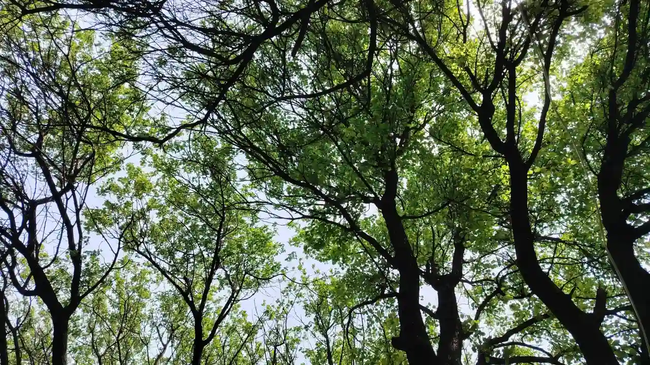 蓝竣蓉头像
