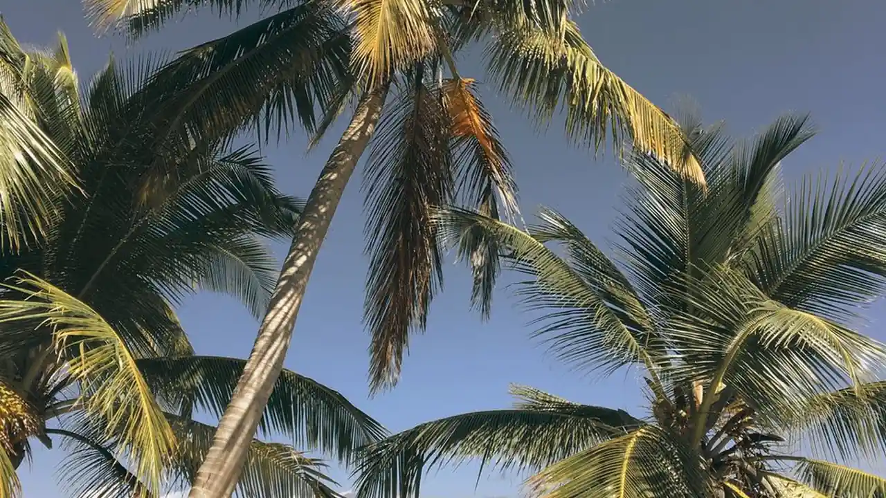 龙政峰头像